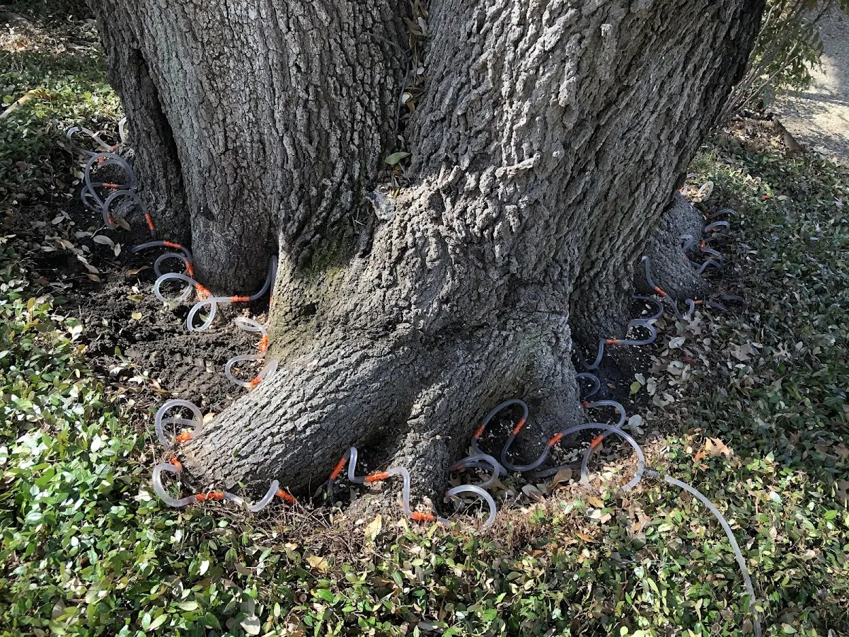 Detailed Tree Cabling and Bracing job site in East Bernard