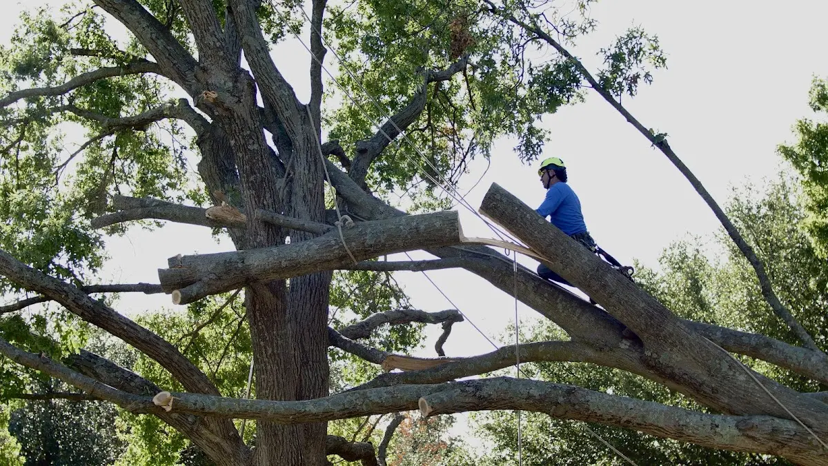 Professional Crown Thinning performed by certified arborists in East Bernard