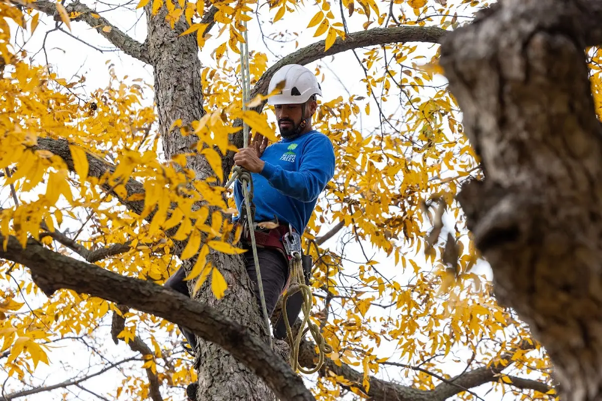 Skilled Tree Planing crew working in East Bernard